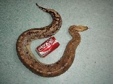 kalimantan borneo